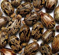 Castor Bean Seeds - Ricinus communis by Mark Birkle.
