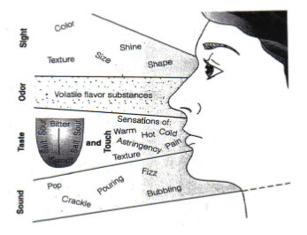 Role of five senses in sensory evaluation