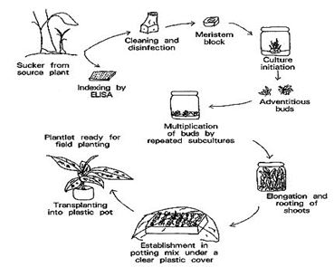 Técnicas de micropropagación en horticultura
