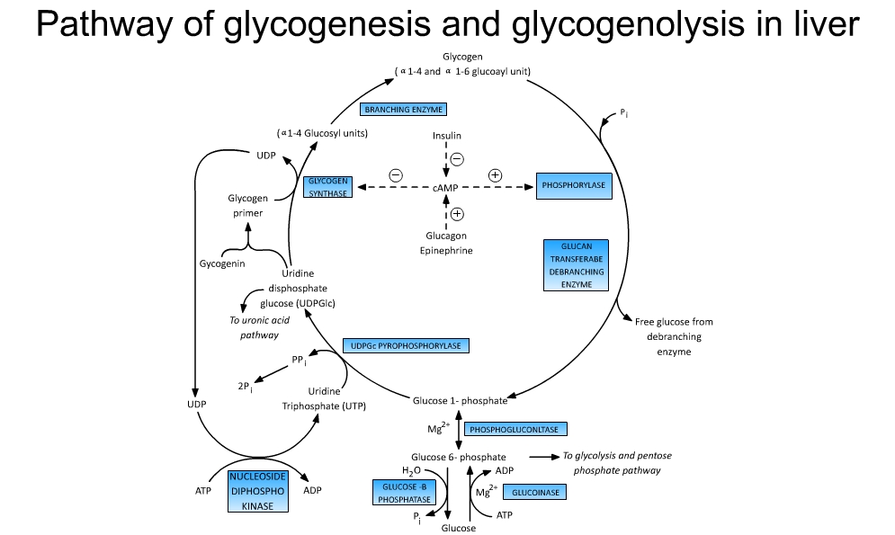 buring de grăsime vs glicogen