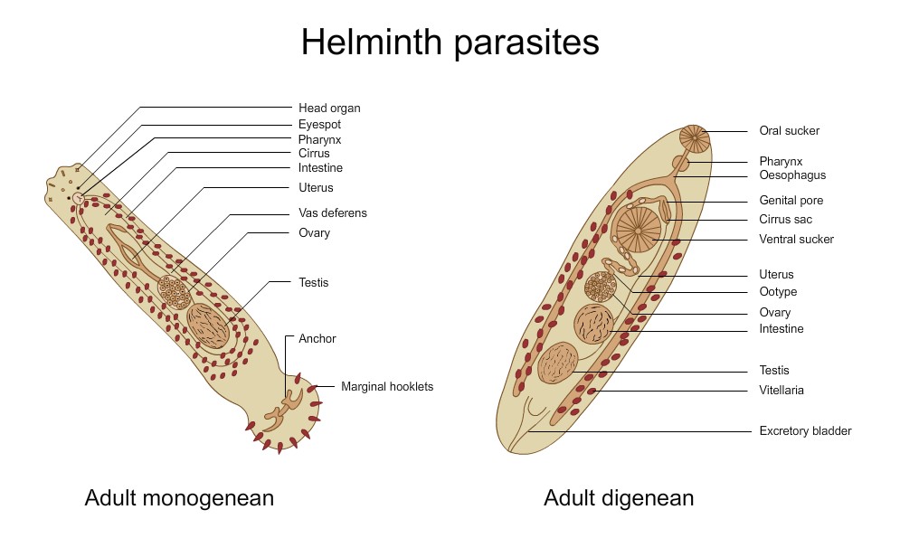 FAQ 322: Helminth Parasites